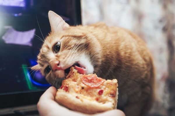 Is pizza shop bad for cats