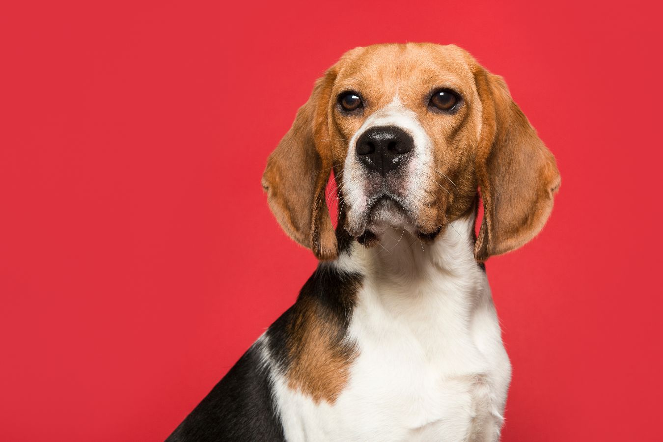 Beagle in red background