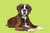 Boxer Dog with green background