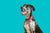 Great Dane with cyan background photo