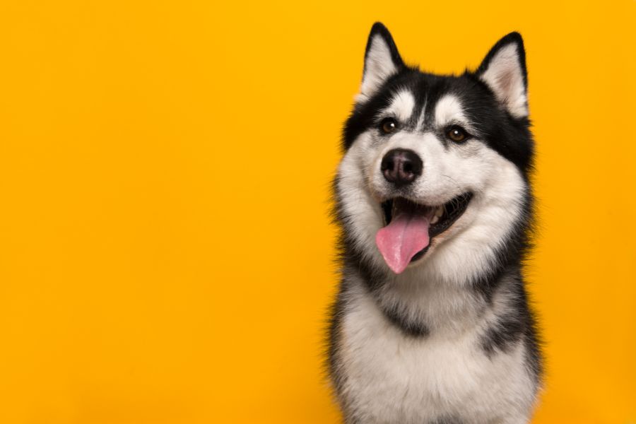 Siberian Husky with yellow background
