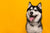 Siberian Husky with yellow background