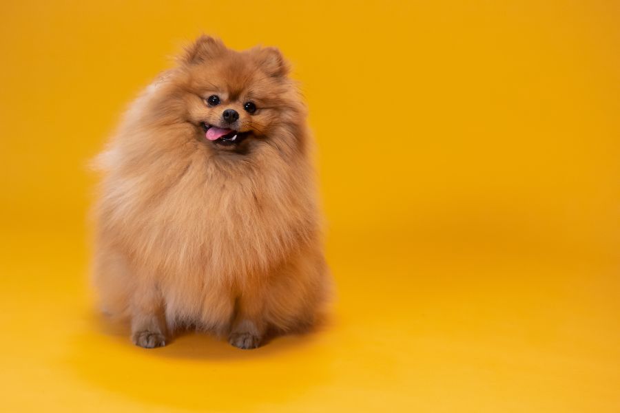 Pomeranian in yellow background
