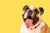 Bulldog shot with yellow background