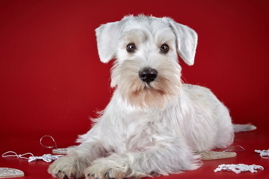 49 Facts About Miniature Schnauzer You Should Know Before You Buy