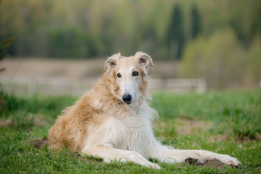 Top 10 Facts About Borzoi That You Need To Know - Taglec