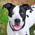 Dalmatian pitbull mix dog portrait