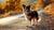 Border_Collie_Chihuahua_Mix_stand_beside_the_road-12
