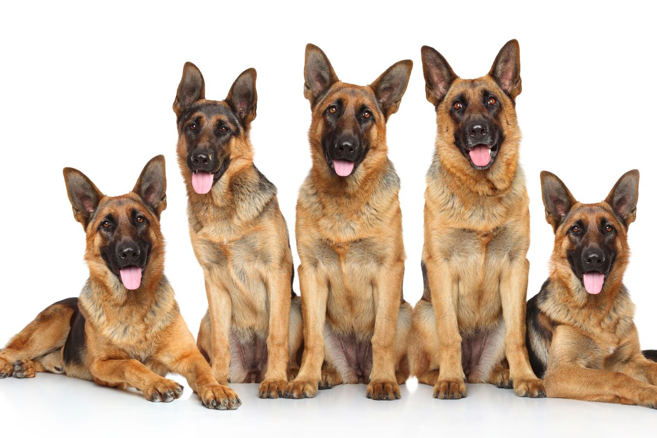 5 German Shepherd dogs