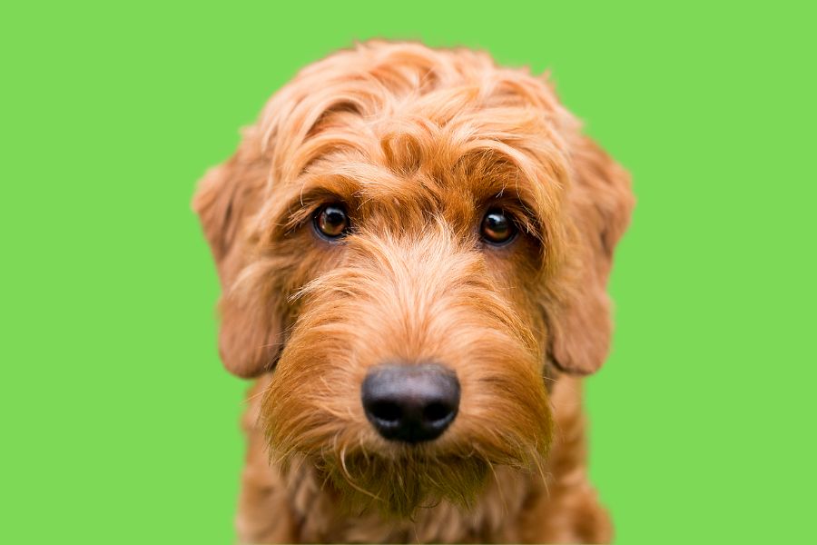 Goldendoodle  head shot with green background