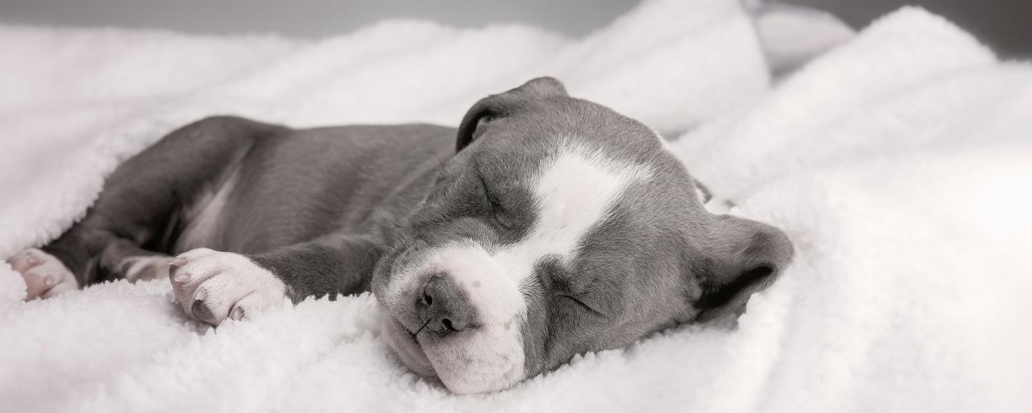grey pitbull puppy sleep