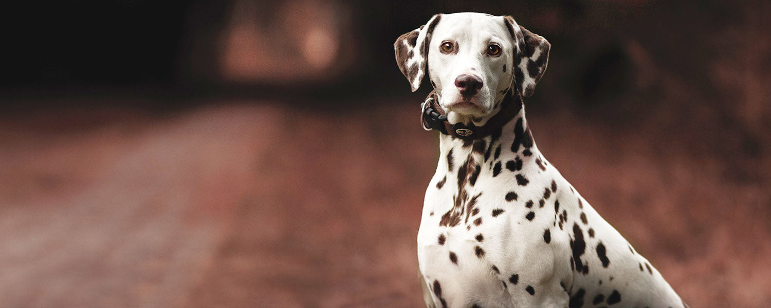 7 Dalmatian Puppies Facts To Make You Fall In Love  