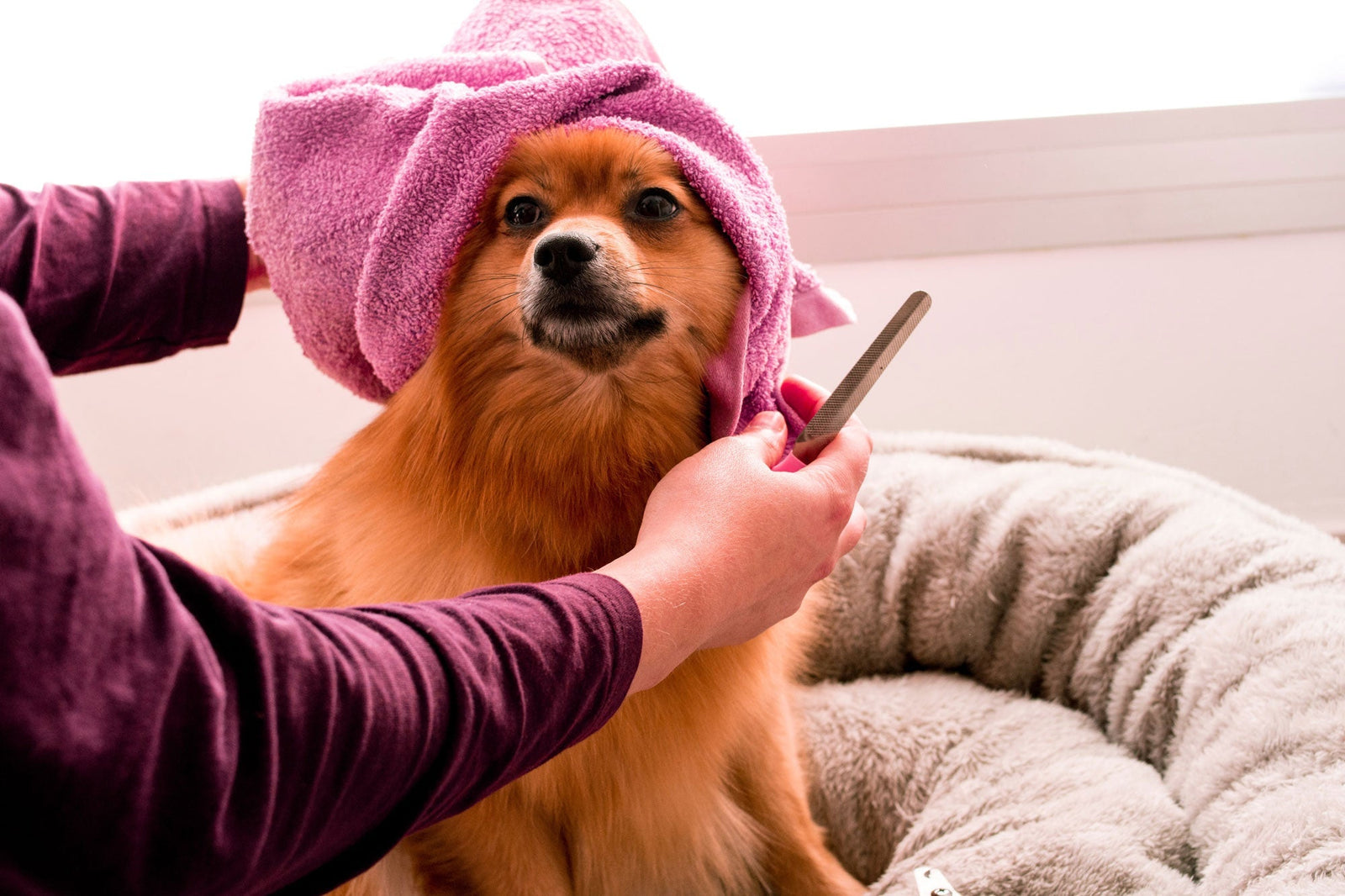 7-tips-for-dog-grooming-an-active-dog-taglec-taglec