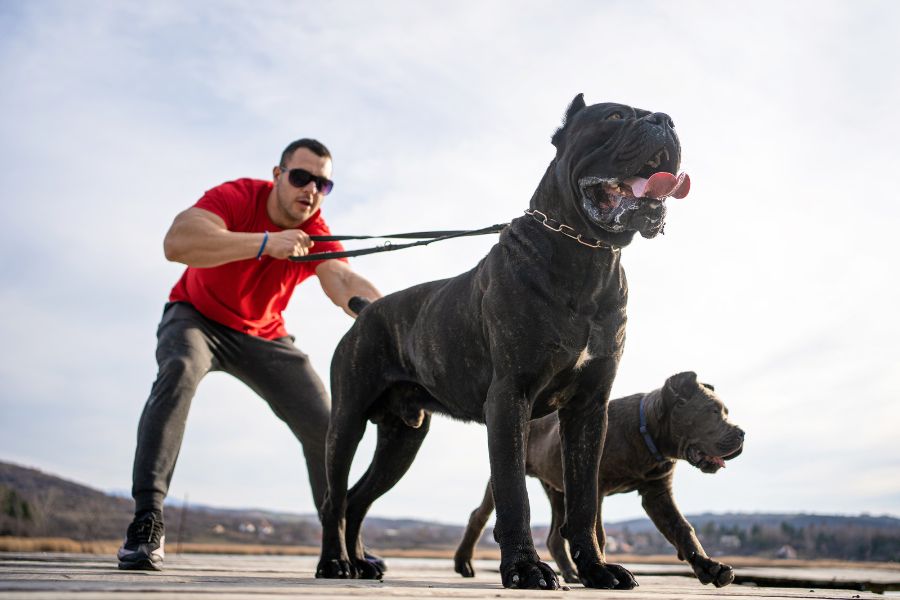muscular dogs