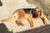 German Shepherd Bloodhound Mix