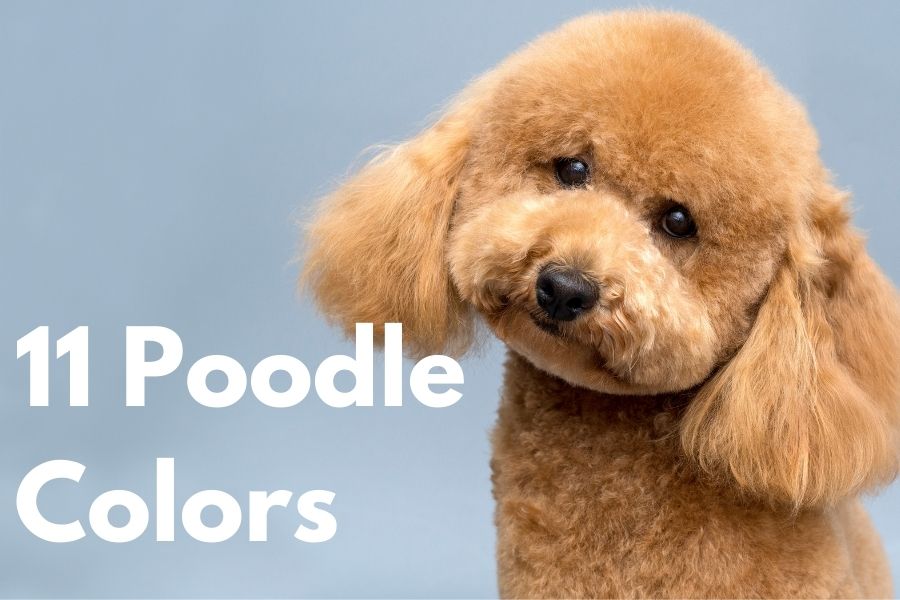 11 Poodle With Diffe Colors All