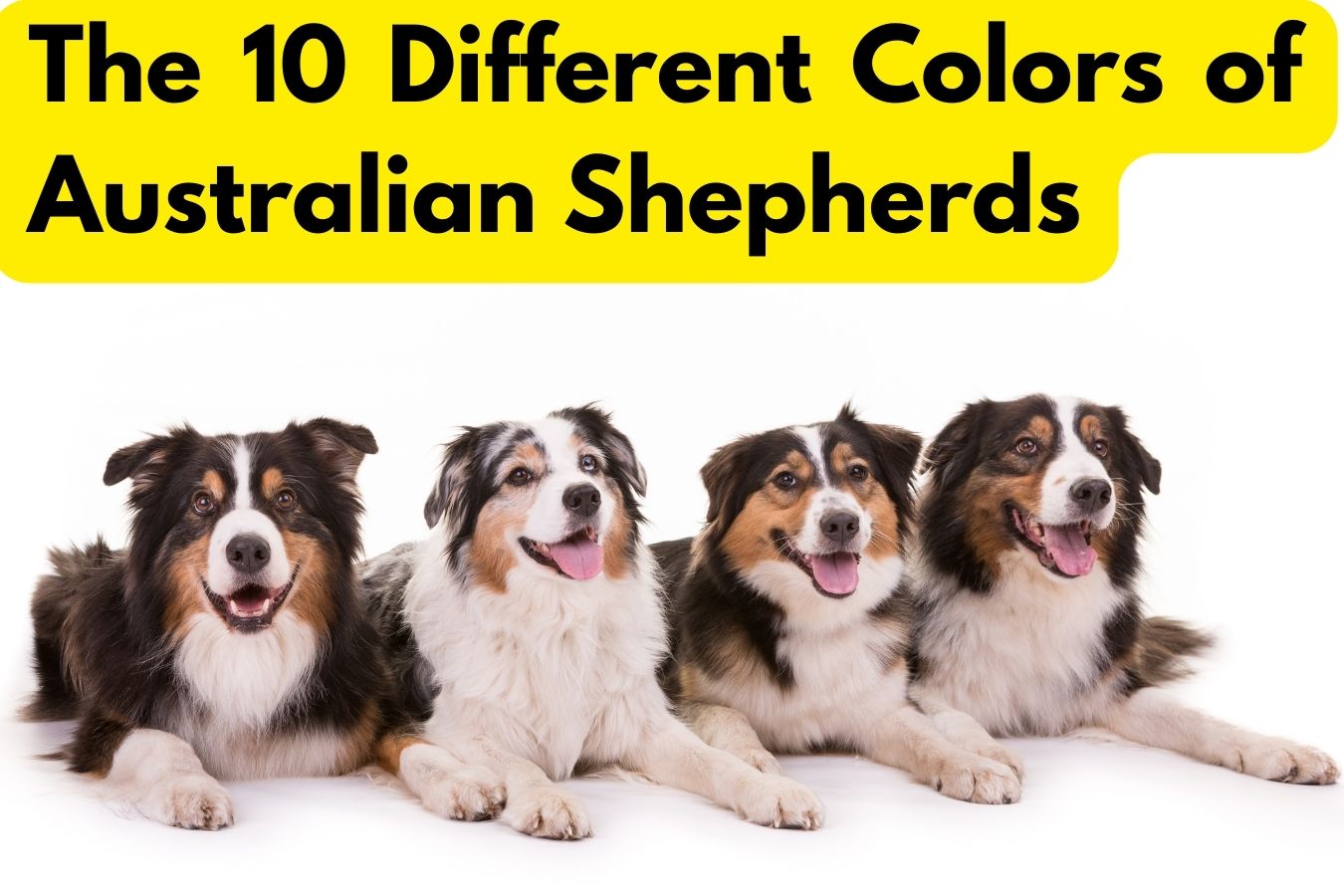 4 Australian Shepherds