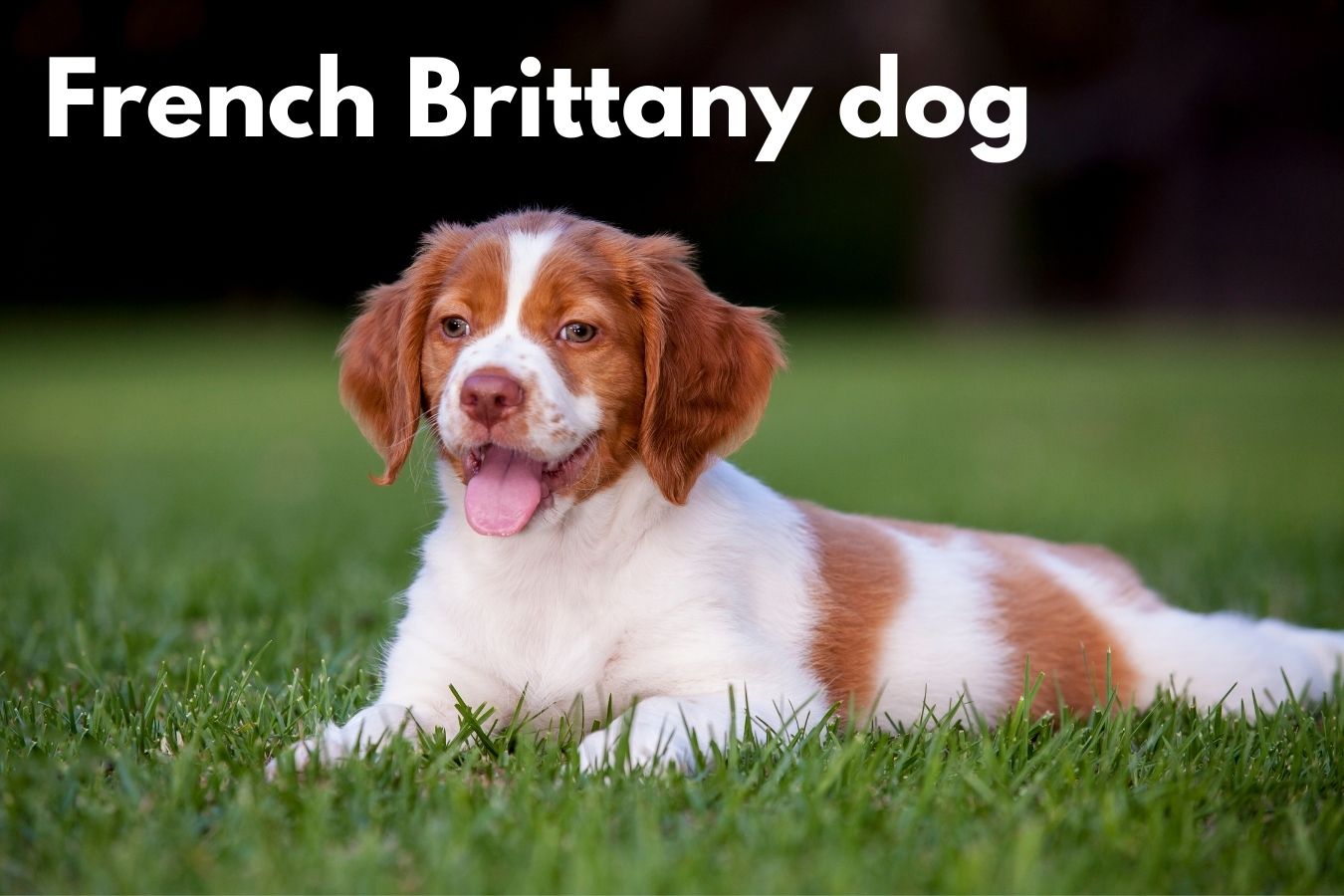 French Brittany dog breed