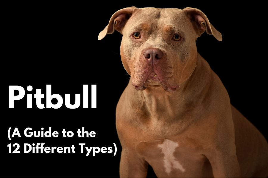 12-types-pitbull-dog-breeds