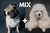 pug poodle mix dog breed