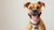 A Happy Dog with Eco-Friendly Dog Tag