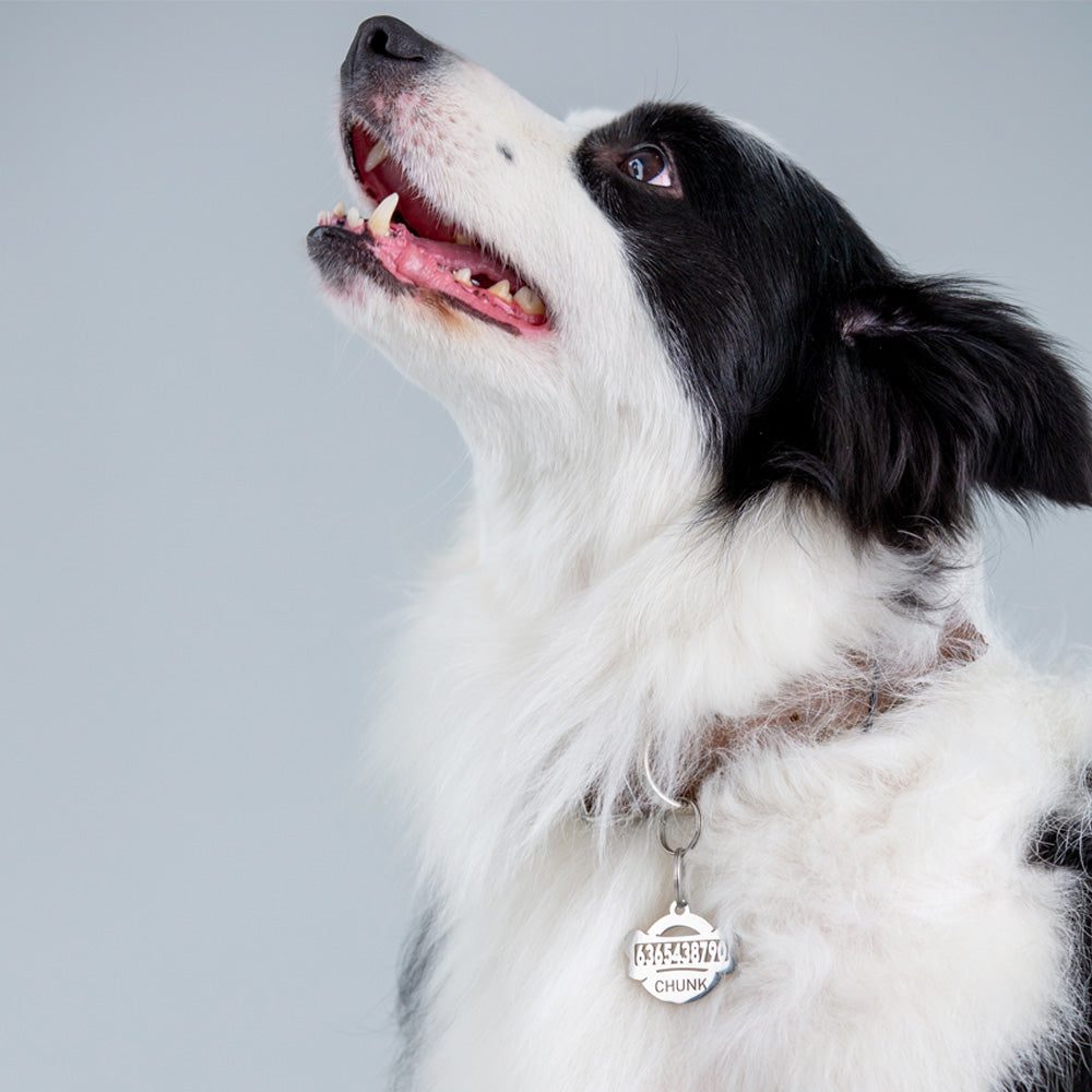border-collie-with-Hollow-carved-tag